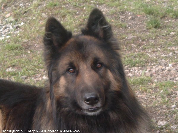 Photo de Berger belge malinois