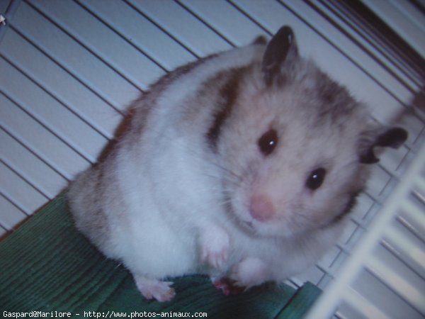 Photo de Hamster