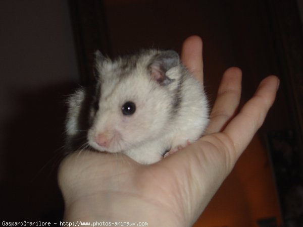 Photo de Hamster