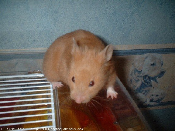 Photo de Hamster