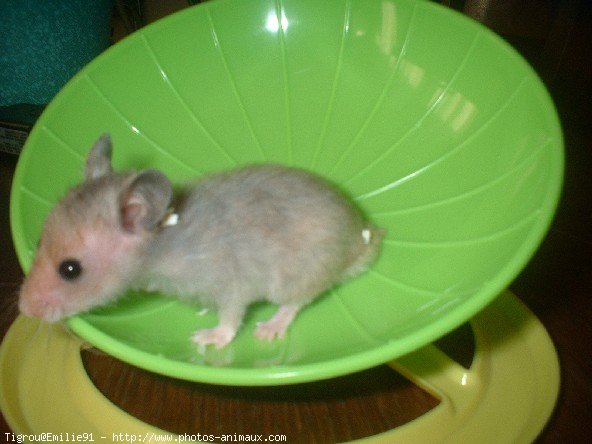 Photo de Hamster