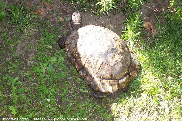 Photo de Tortue