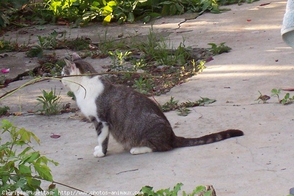 Photo de Chat domestique