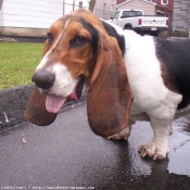 Photo de Basset hound