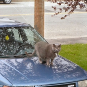 Photo de Chat domestique