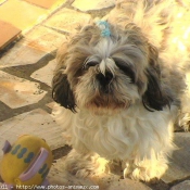 Photo de Shih tzu