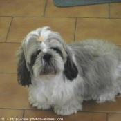 Photo de Shih tzu