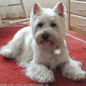 Photo de West highland white terrier