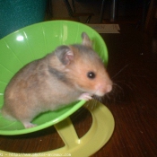 Photo de Hamster