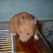 Photo de Hamster