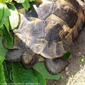 Photo de Tortue