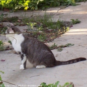 Photo de Chat domestique