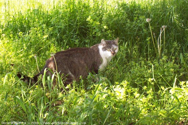 Photo de Chat domestique