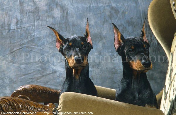 Photo de Dobermann