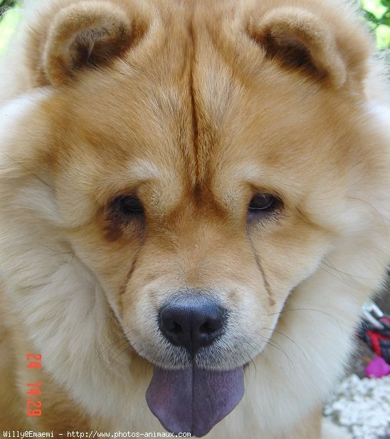 Photo de Chow chow