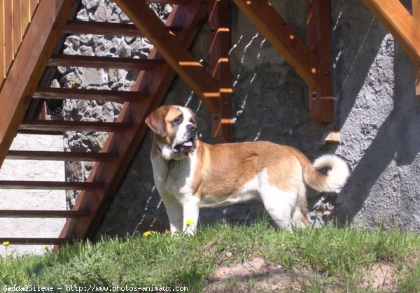 Photo de Saint-bernard poil long