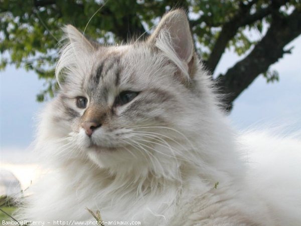 Photo de Sacr de birmanie