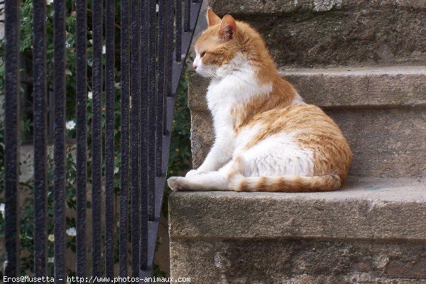 Photo de Chat domestique