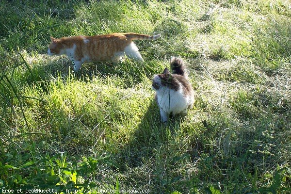 Photo de Chat domestique