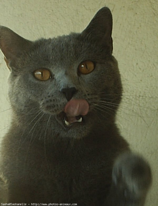 Photo de Chartreux