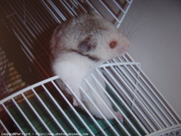 Photo de Hamster