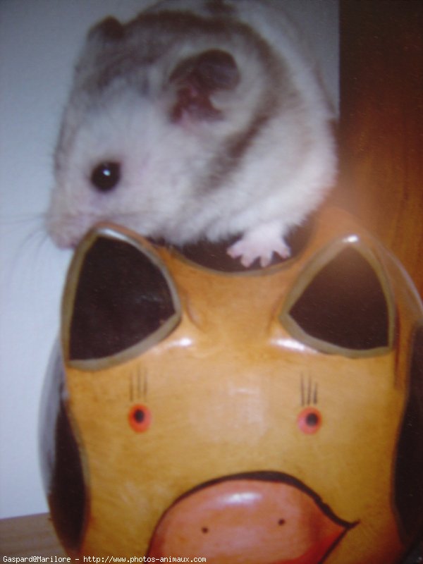 Photo de Hamster