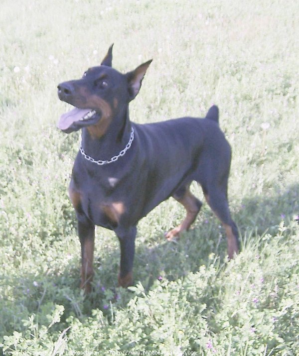 Photo de Dobermann