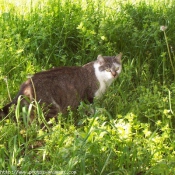 Photo de Chat domestique