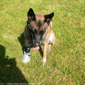 Photo de Berger belge malinois