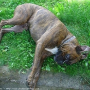 Photo de Boxer