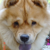 Photo de Chow chow