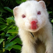 Photo de Furet