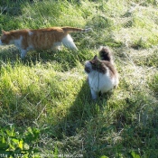 Photo de Chat domestique