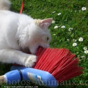 Photo de Ragdoll