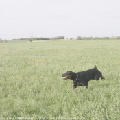 Photo de Dobermann