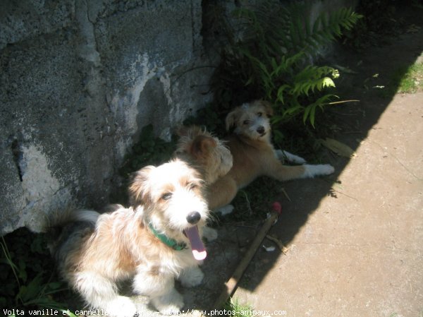 Photo de Coton de tulear