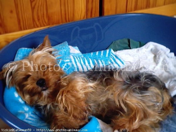 Photo de Yorkshire terrier