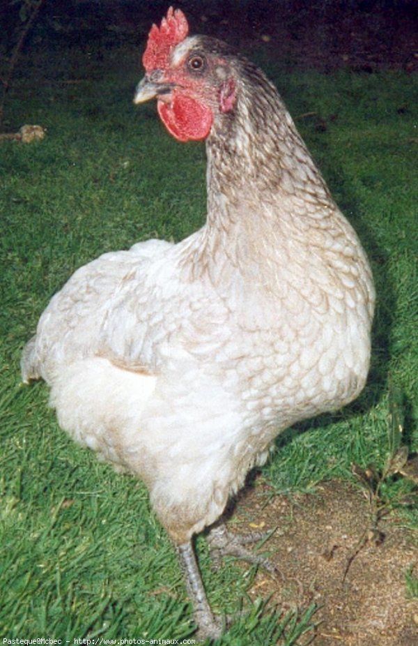 Photo de Poule