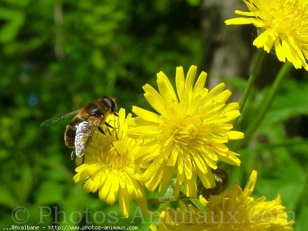 Photo d'Abeille