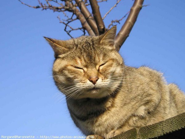 Photo de Chat domestique