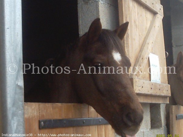 Photo de Poney franais de selle