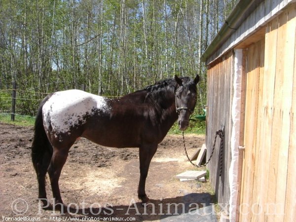 Photo d'Appaloosa