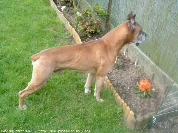 Photo de Boxer