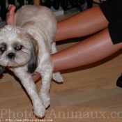 Photo de Shih tzu