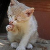 Photo de Chat domestique