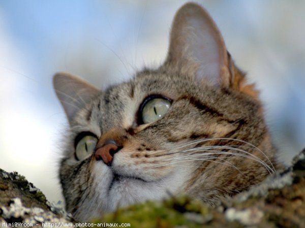 Photo de Chat domestique