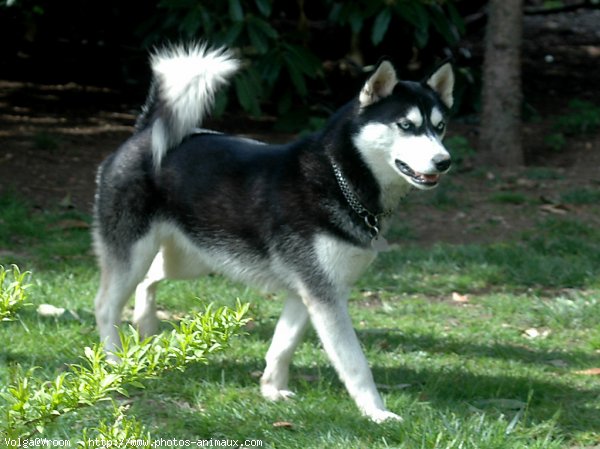 Photo de Husky siberien