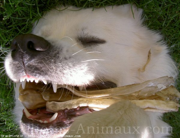 Photo de Chien de berger des tatras