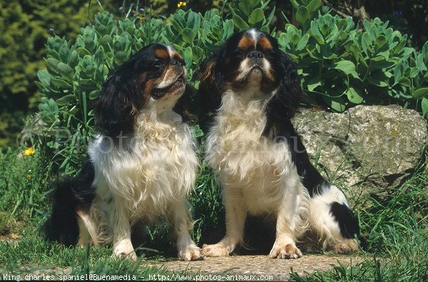 Photo de King charles spaniel