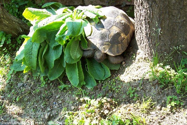 Photo de Tortue